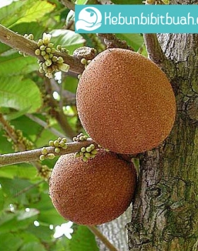 Detail Buah Mamey Sapote Nomer 33