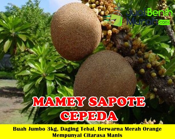 Detail Buah Mamey Sapote Nomer 34