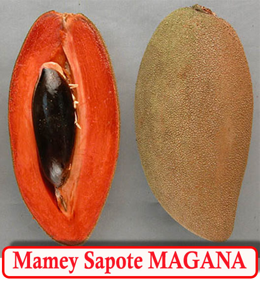 Detail Buah Mamey Sapote Nomer 5