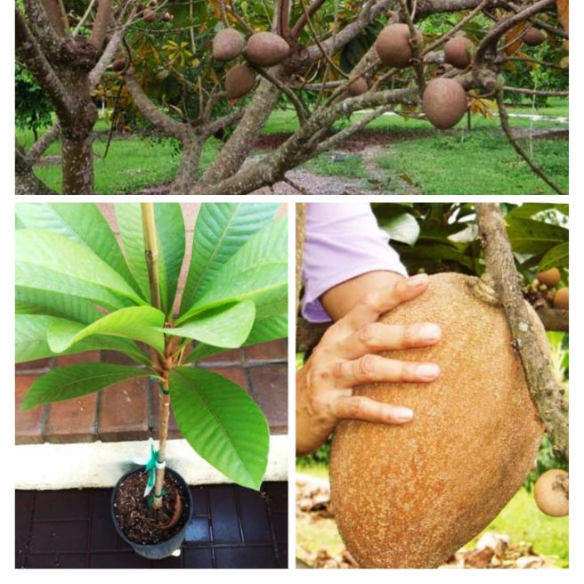 Detail Buah Mamey Sapote Nomer 38