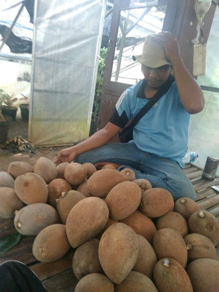 Detail Buah Mamey Sapote Nomer 42