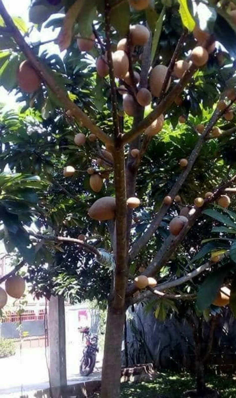 Detail Buah Mamey Sapote Nomer 44