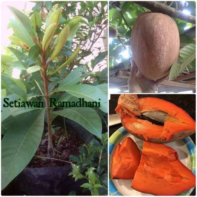 Detail Buah Mamey Sapote Nomer 50