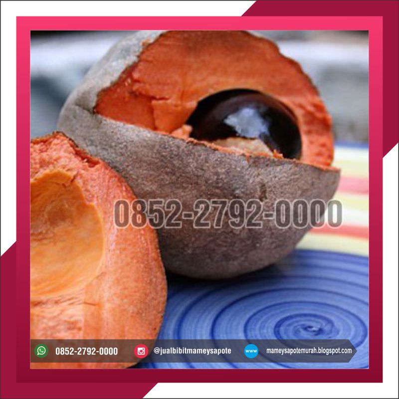 Detail Buah Mamey Sapote Nomer 53