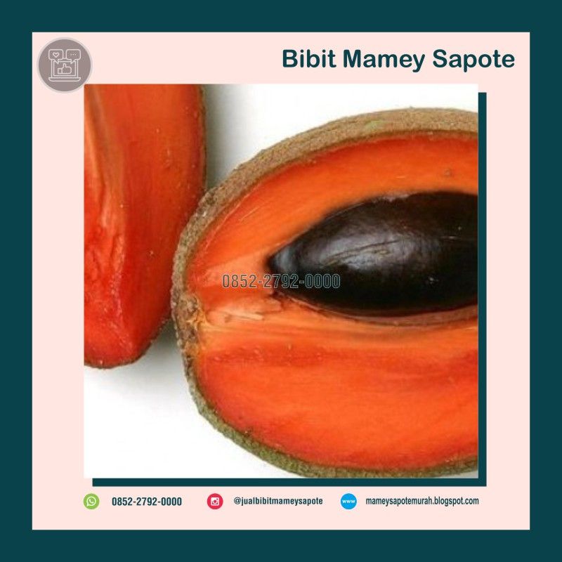 Detail Buah Mamey Sapote Nomer 54