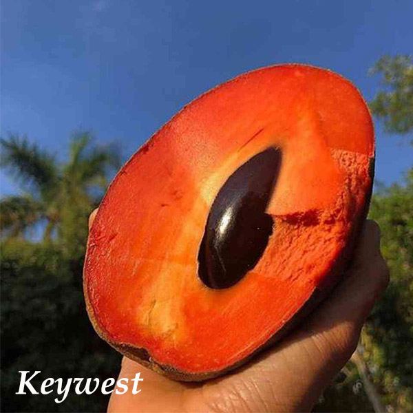 Detail Buah Mamey Sapote Nomer 9