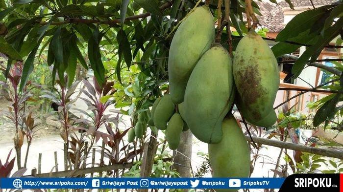 Detail Buah Mangga Untuk Diabetes Nomer 12