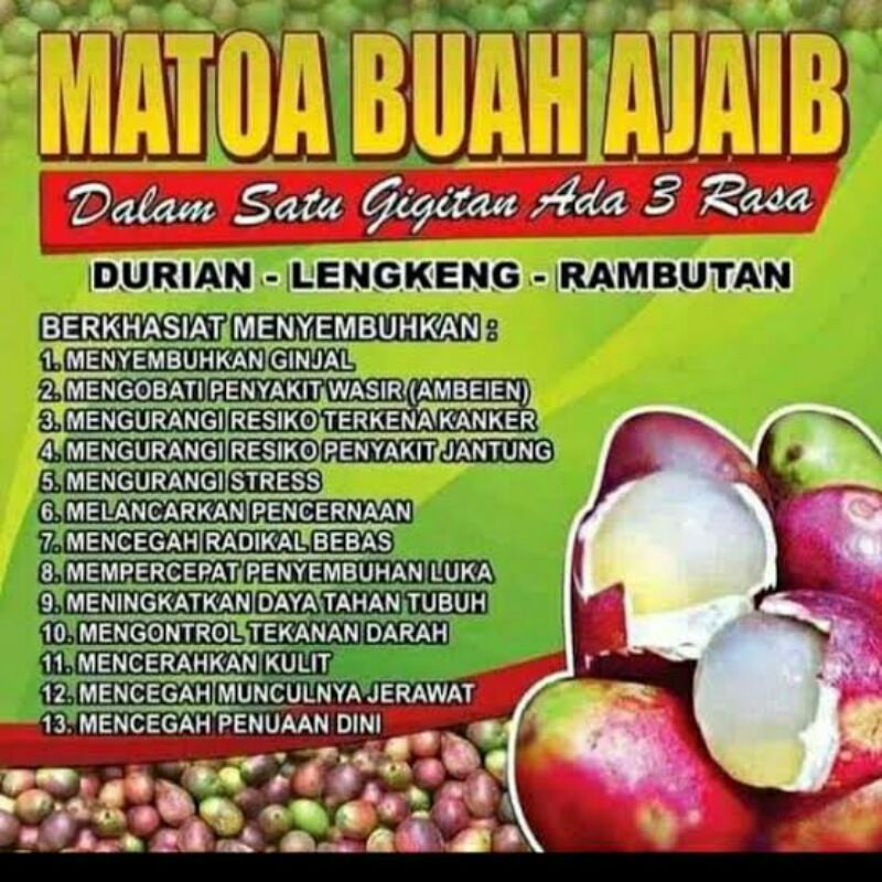 Detail Buah Matoa Gambar Nomer 19