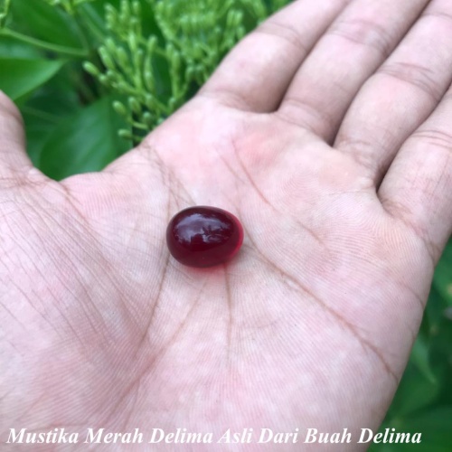 Detail Buah Merah Delima Nomer 37