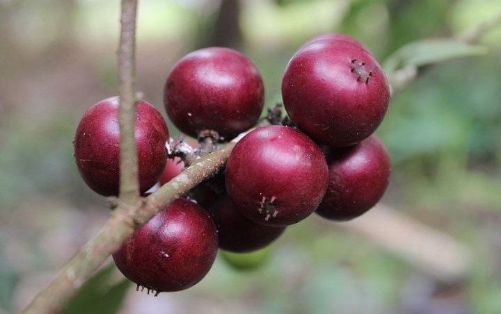 Buah Merah Kecil - KibrisPDR