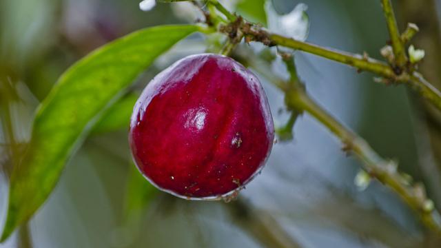 Detail Buah Merah Kecil Nomer 26