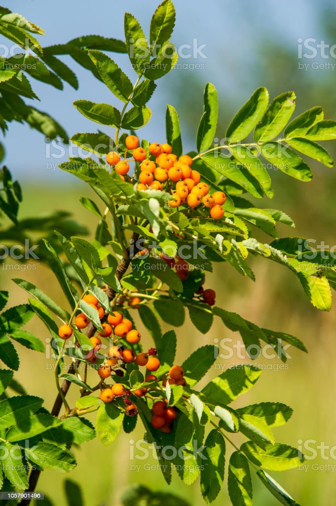 Detail Buah Merah Kecil Nomer 38