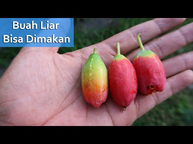 Detail Buah Merah Kecil Nomer 51