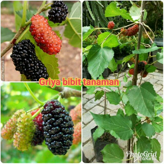 Detail Buah Mulberry Di Indonesia Nomer 2