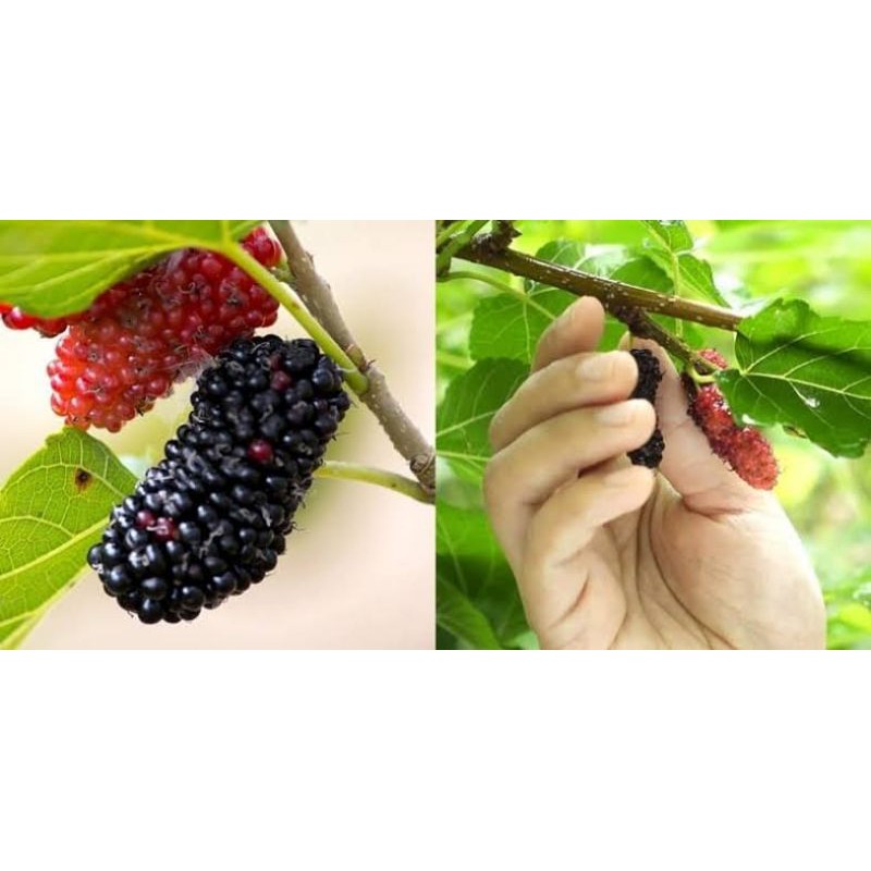 Detail Buah Mulberry Di Indonesia Nomer 24