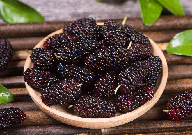Detail Buah Mulberry Di Indonesia Nomer 26
