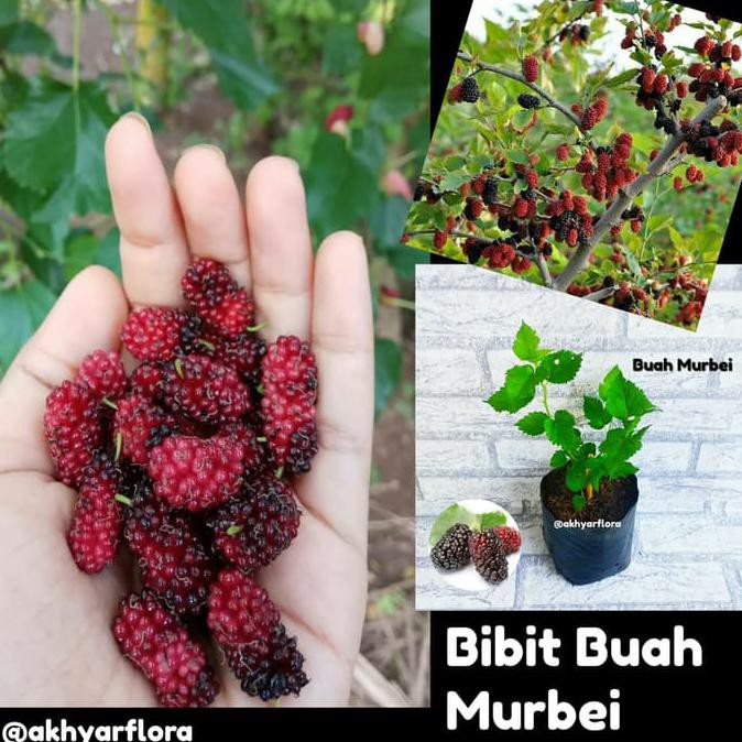 Detail Buah Mulberry Di Indonesia Nomer 27