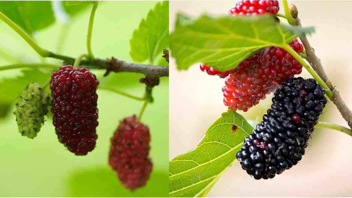 Detail Buah Mulberry Di Indonesia Nomer 4