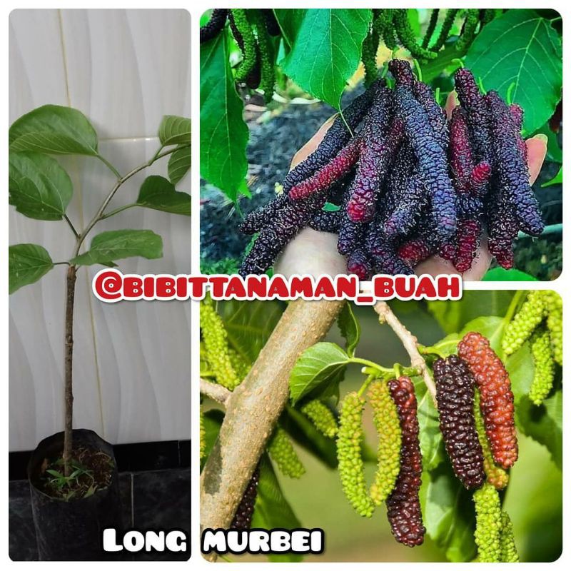 Detail Buah Mulberry Di Indonesia Nomer 34