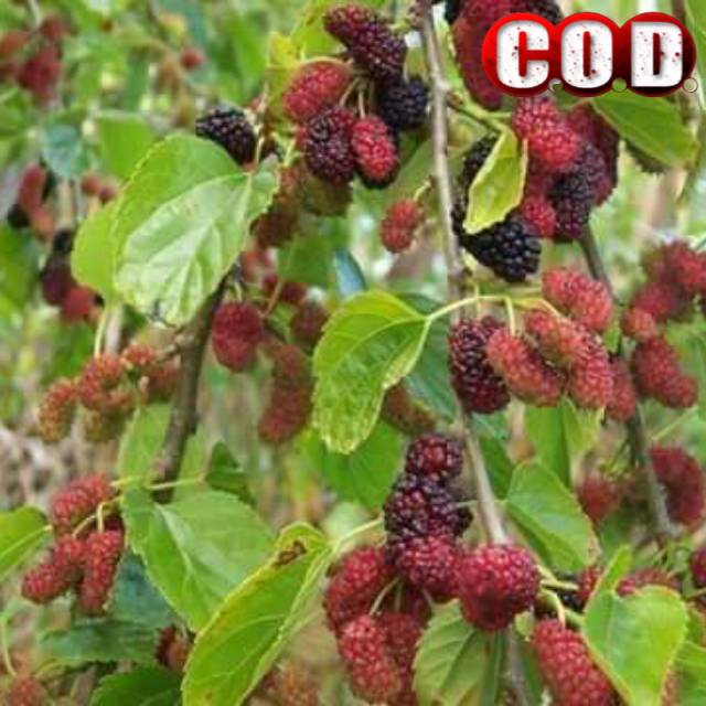 Detail Buah Mulberry Di Indonesia Nomer 53