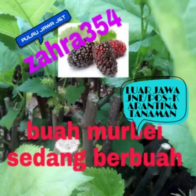 Detail Buah Mulberry Di Indonesia Nomer 57