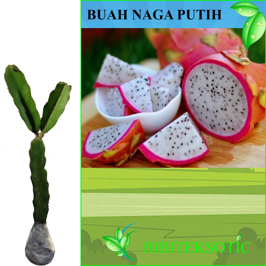 Detail Buah Naga Warna Hijau Nomer 46