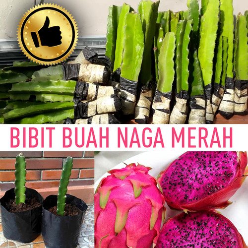 Detail Buah Naga Warna Warni Nomer 22