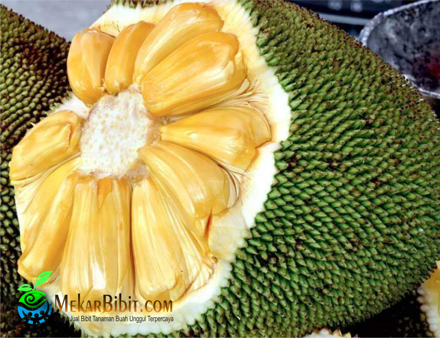 Detail Buah Nangka Png Nomer 33