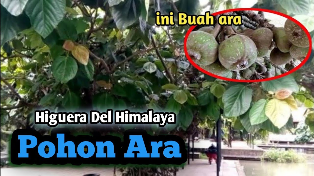 Detail Buah Pohon Ara Nomer 29