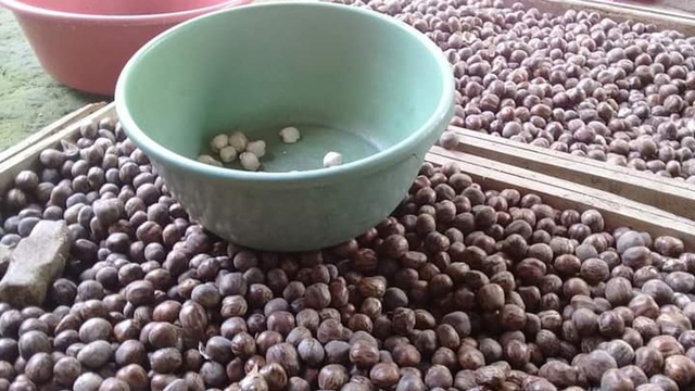 Detail Buah Pohon Karet Nomer 12