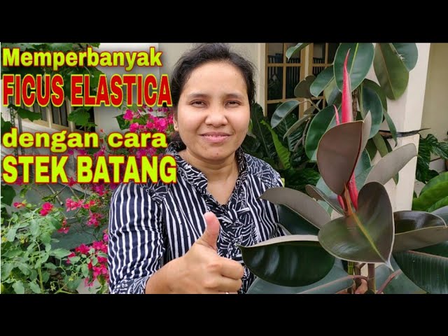 Detail Buah Pohon Karet Nomer 27