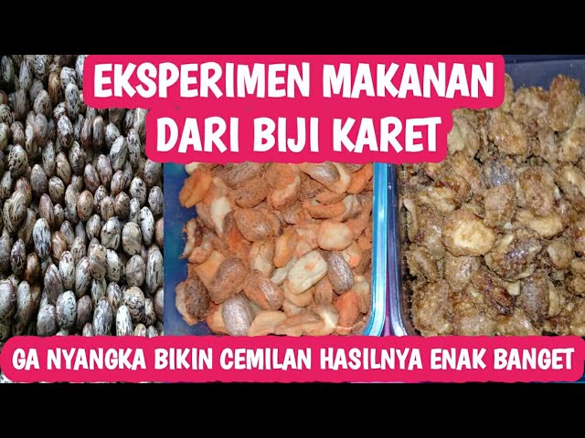 Detail Buah Pohon Karet Nomer 37