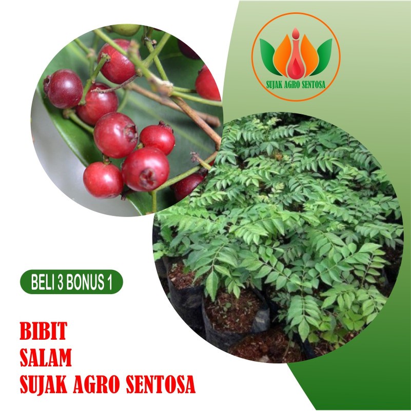 Detail Buah Pohon Salam Nomer 46