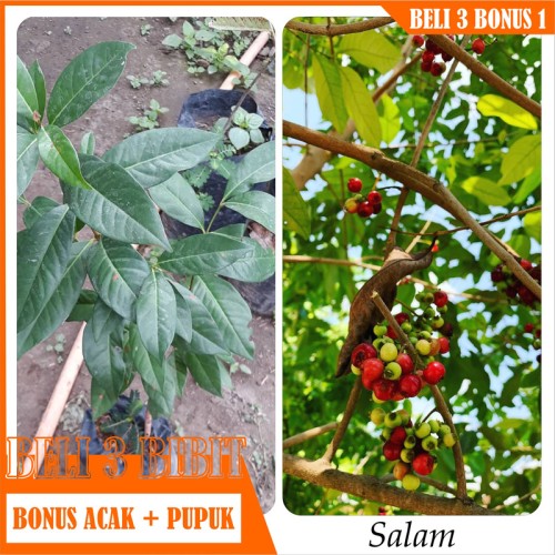 Detail Buah Pohon Salam Nomer 50