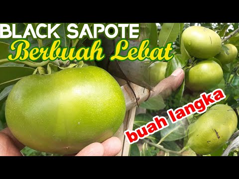 Detail Buah Puding Coklat Black Sapote Nomer 45