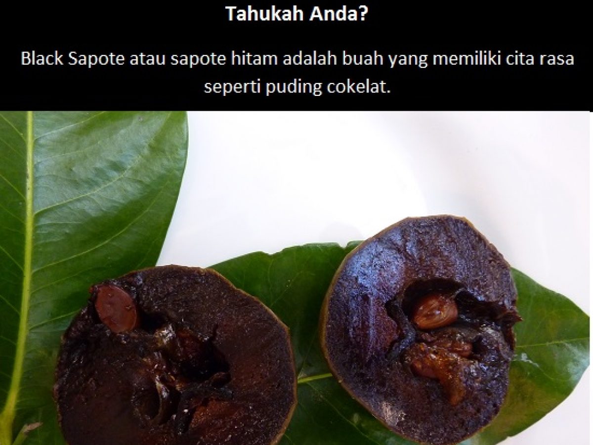 Detail Buah Puding Coklat Black Sapote Nomer 51