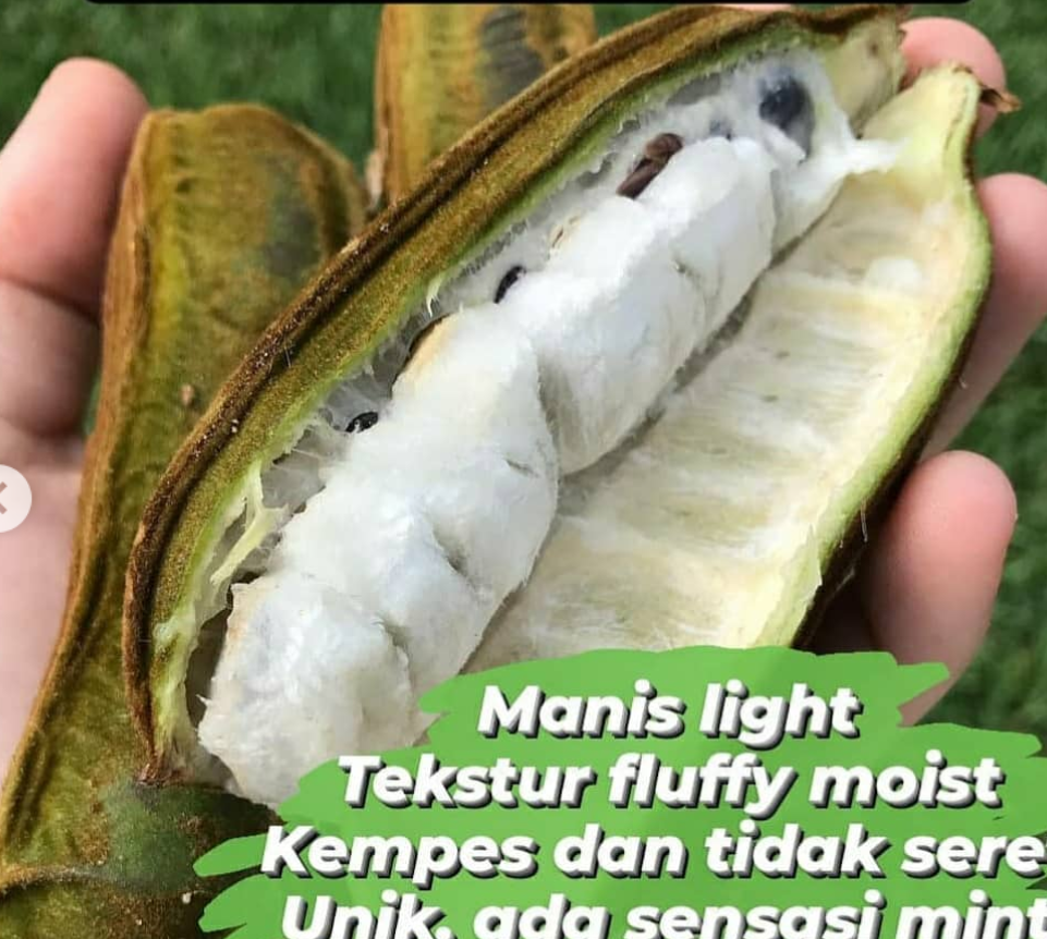 Detail Buah Salju Di Bali Nomer 2