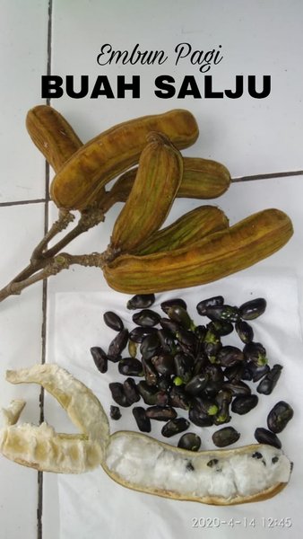 Detail Buah Salju Di Bali Nomer 11
