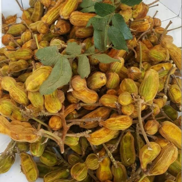 Detail Buah Salju Di Bali Nomer 13