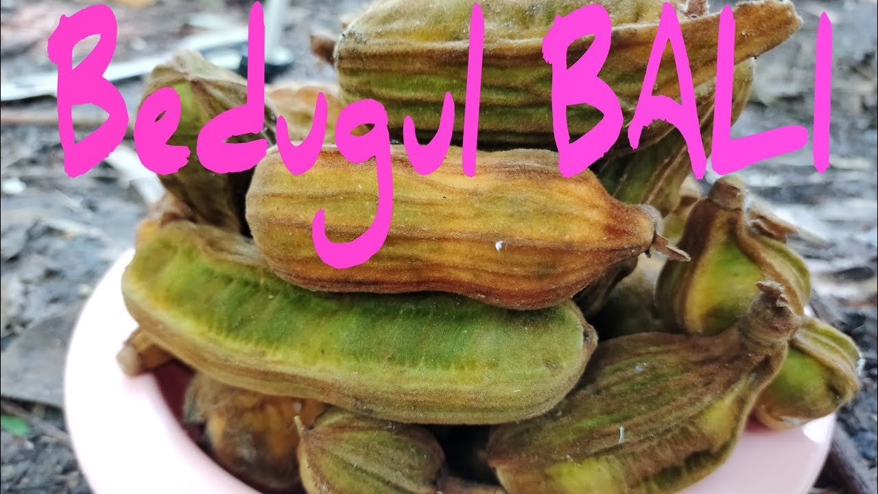 Detail Buah Salju Di Bali Nomer 14