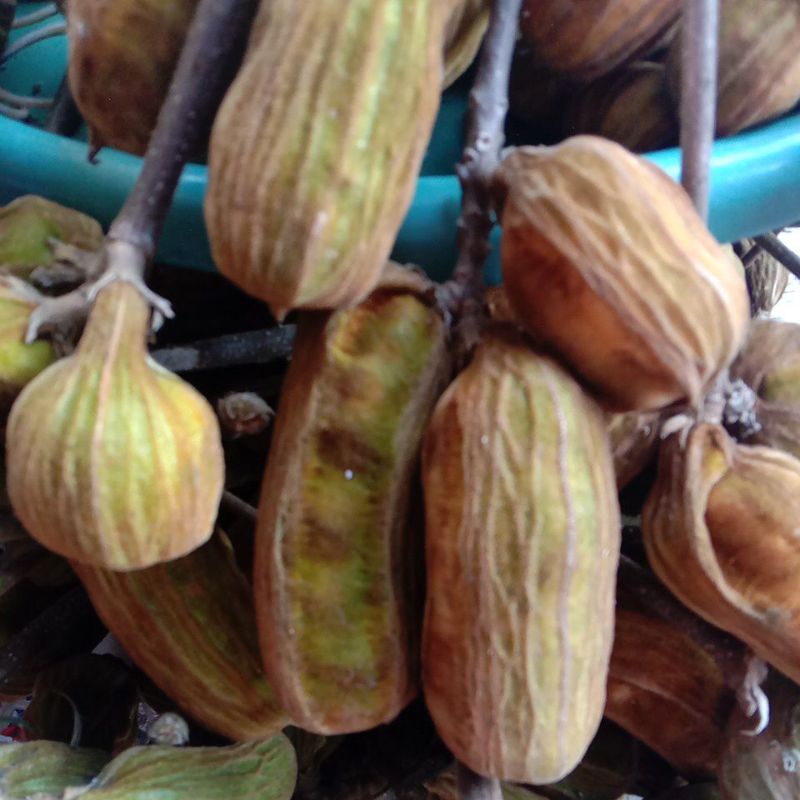 Detail Buah Salju Di Bali Nomer 17