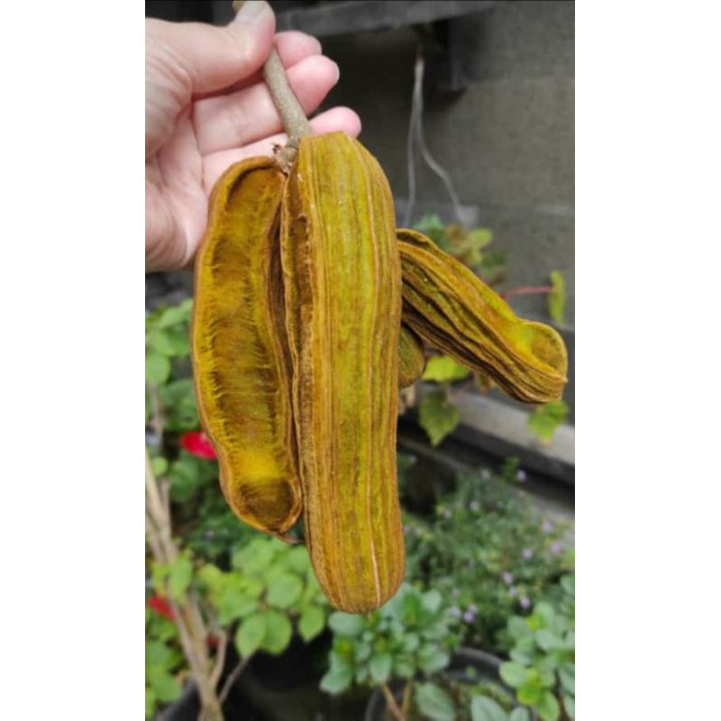 Detail Buah Salju Di Bali Nomer 18