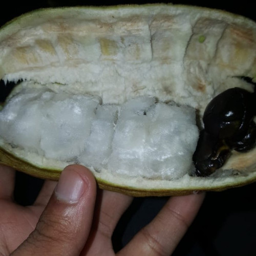 Detail Buah Salju Di Bali Nomer 19