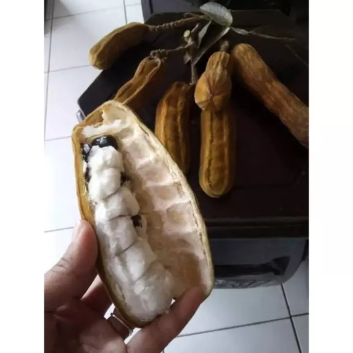 Detail Buah Salju Di Bali Nomer 20