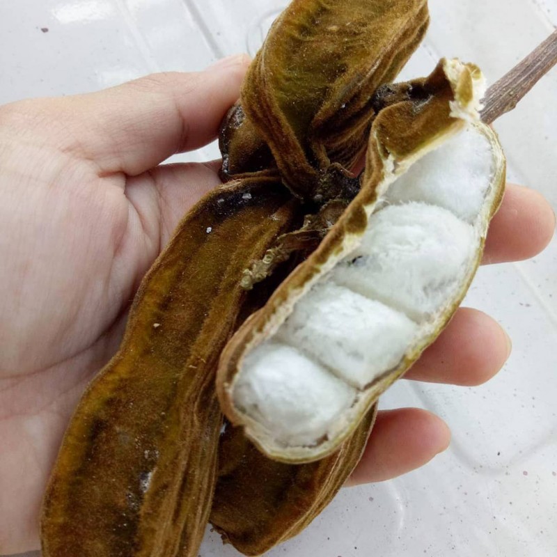 Detail Buah Salju Di Bali Nomer 3