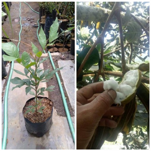 Detail Buah Salju Di Bali Nomer 22
