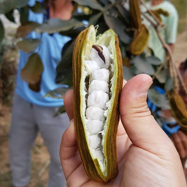 Detail Buah Salju Di Bali Nomer 24