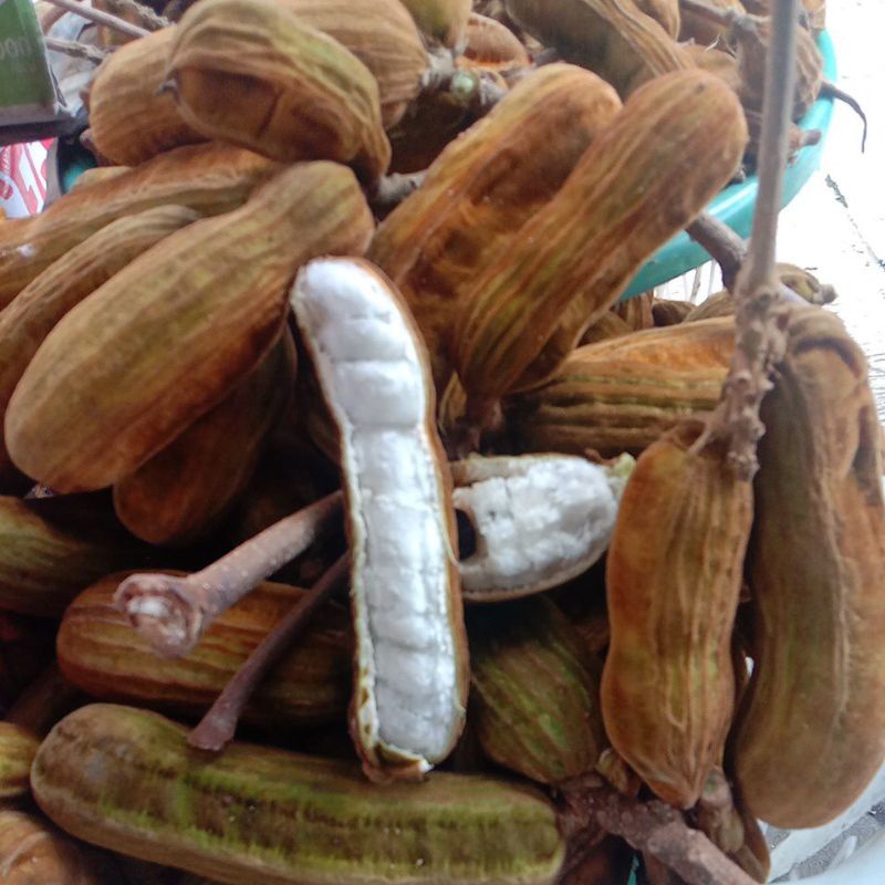 Detail Buah Salju Di Bali Nomer 25