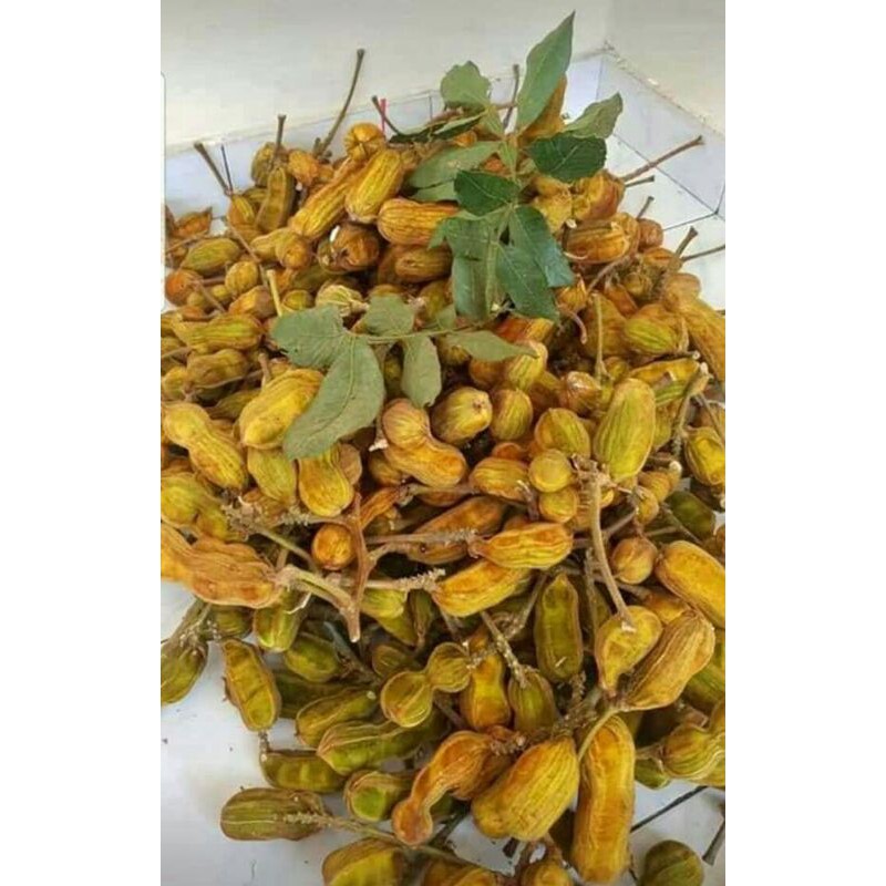 Detail Buah Salju Di Bali Nomer 26