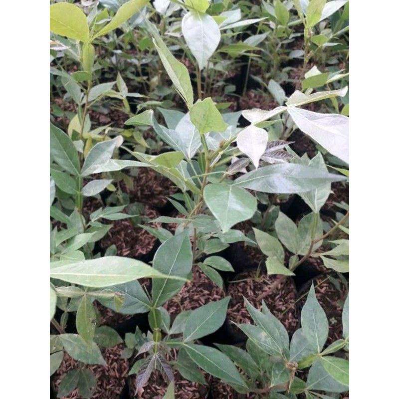 Detail Buah Salju Di Bali Nomer 28